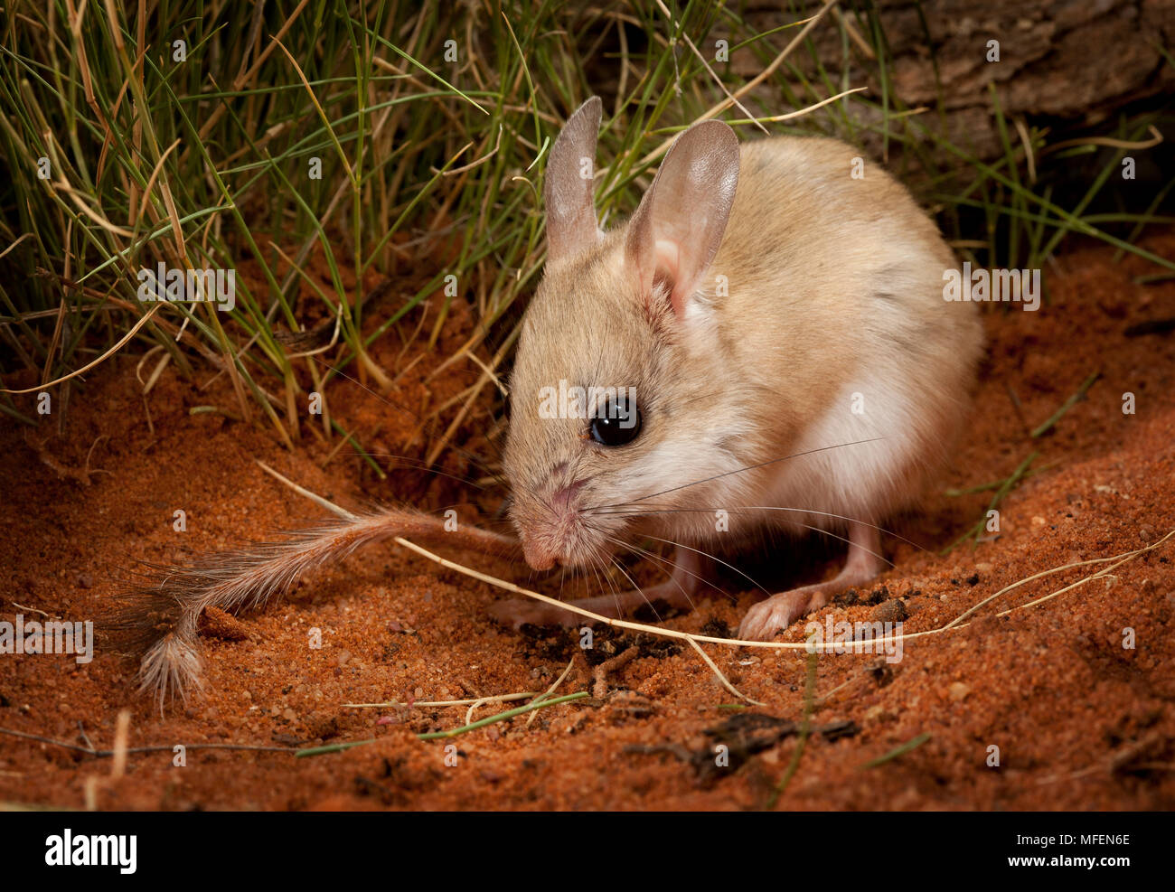 Dusky Hopping Mouse (Notomys fuscus), Fam. Muridae, A rare arid zone rodent temporarily held after capture, Mulyangarie Station, South Australia, Aust Stock Photo