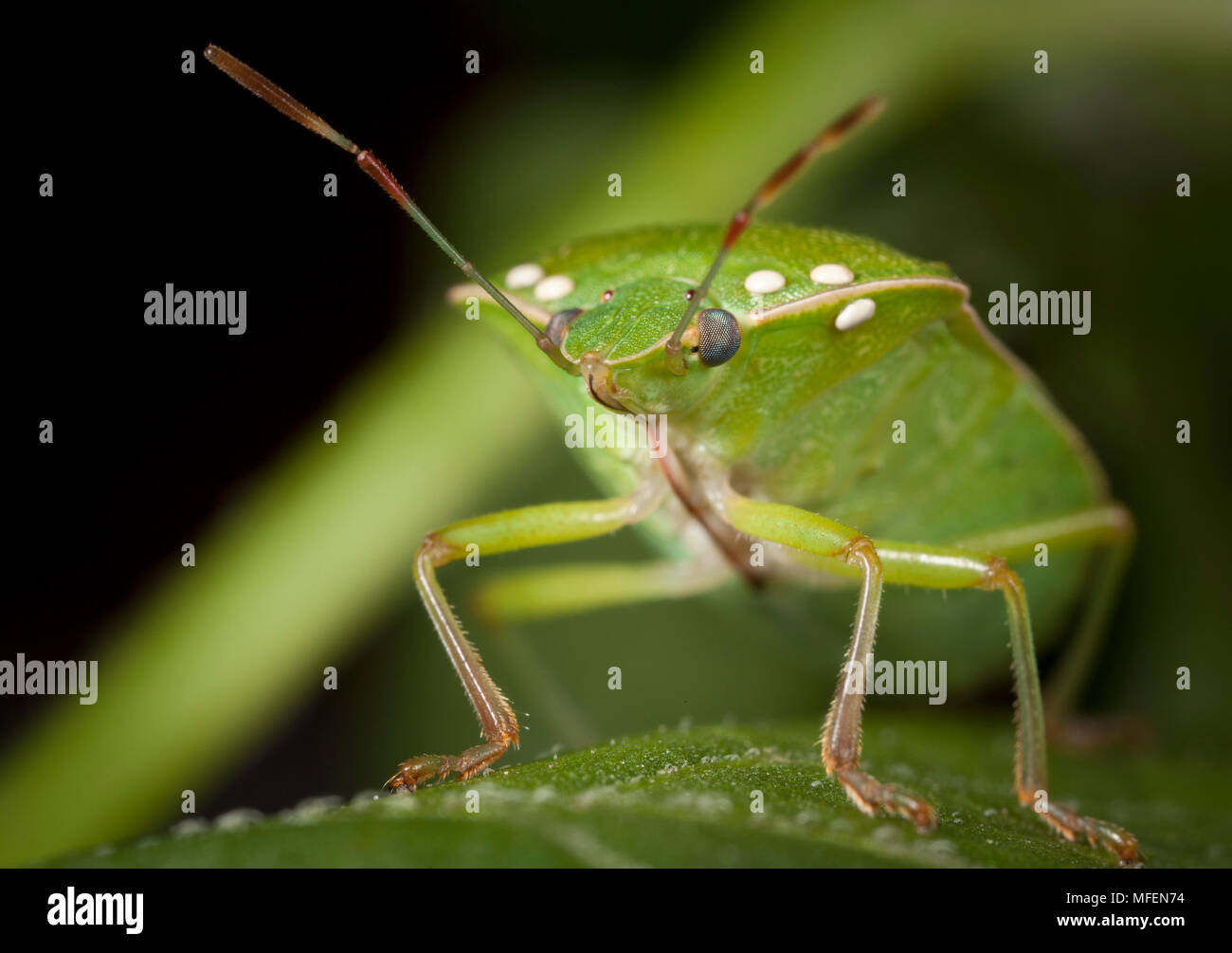 Green Vegetable Bug (Nezara viridula), Introduced Pest Species, Adult with parasitoid fly eggs (Trichopoda spp.), Armidale, New South Wales, Australia Stock Photo