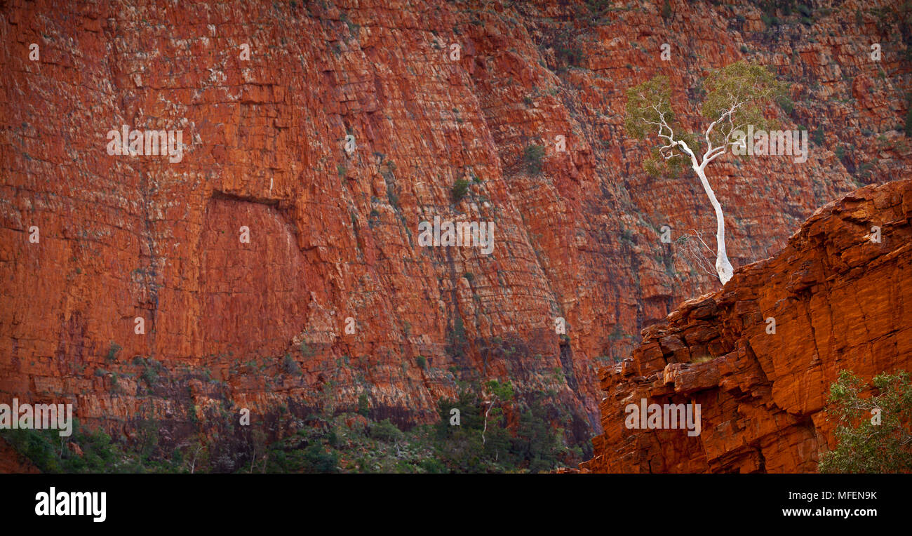 Gost Gum (Eucalyptus aparrerinja), Ormiston Gorge, West MacDonnell National Park, Northern Territory, Australia Stock Photo