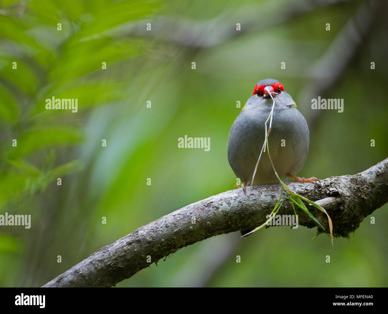 Red-browed Firetail (Neochmia temporalis), Fam. Estrildidae, Bird with grass stalk in its beak for nest building, Lamington National Park, Queensland, Stock Photo