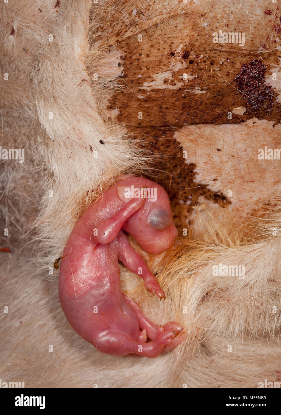 Red Kangaroo Joey (Macropus rufus), Fam. Macropodidae, Marsupialia, Early stage pouch young at this time permanently attached to its teat, Mulyangarie Stock Photo