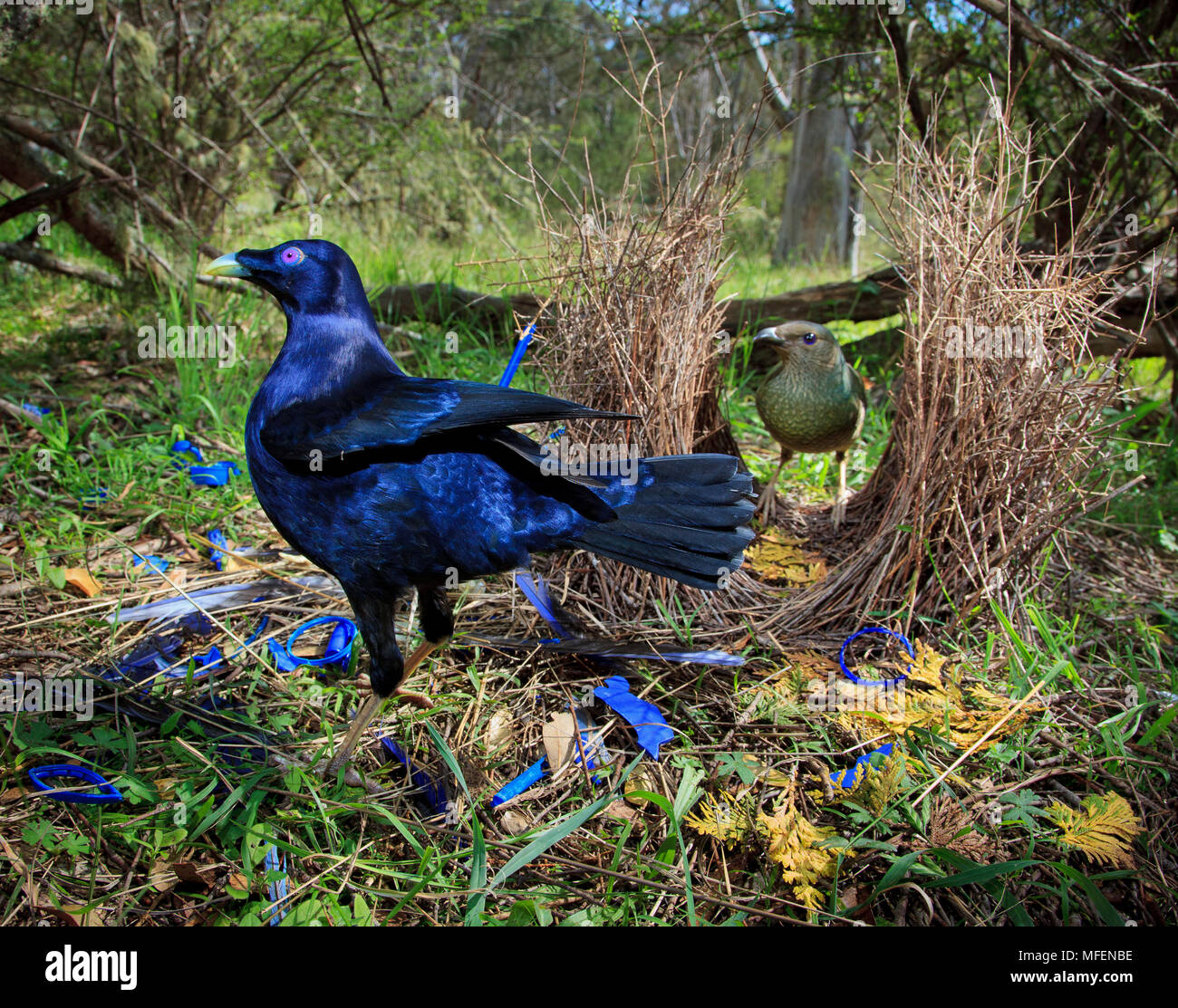 Satin Bowerbird (Ptilonorhynchus newtoniana), Fam. Ptilonorhynchidae, Male in front of  bower with female in the background Oxley Wild River National Stock Photo