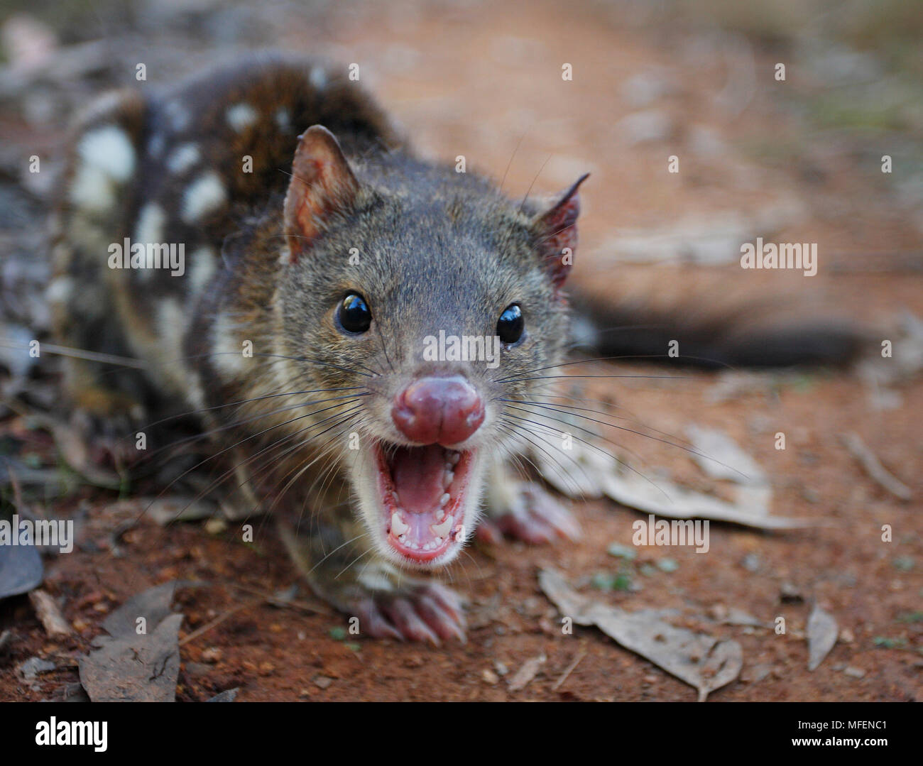 Spotted-tailed Quoll (Dasyurus maculatus), Fam. Dasyuridae, Marsupialia, Female, Animal was trapped and released during fauna survey, Mouth gapping is Stock Photo