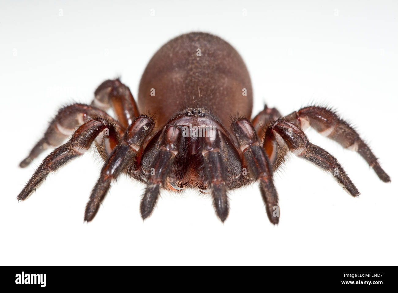 Brown Trapdoor Spider (Fam. Idiopidae), Armidale, New South Wales, Australia, Female Stock Photo