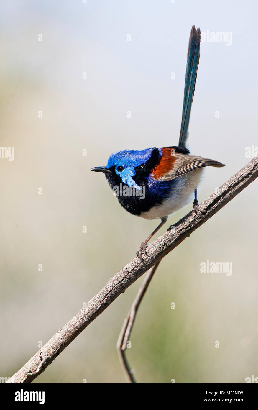 Variegated Fairy-wren (Malurus lamberti assimilis), Fam. Maluridae, Male in breeding plumage, Carnarvon National Park, Queenland, Australia Stock Photo