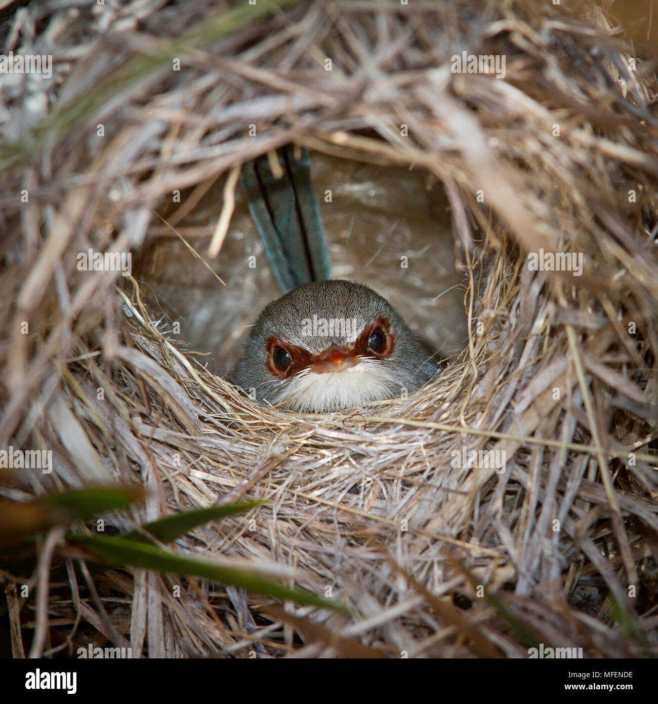 Variegated Fairy-wren (Malurus lamberti assimilis), Fam. Maluridae, Female in nest, Carnarvon National Park, Queenland, Australia Stock Photo