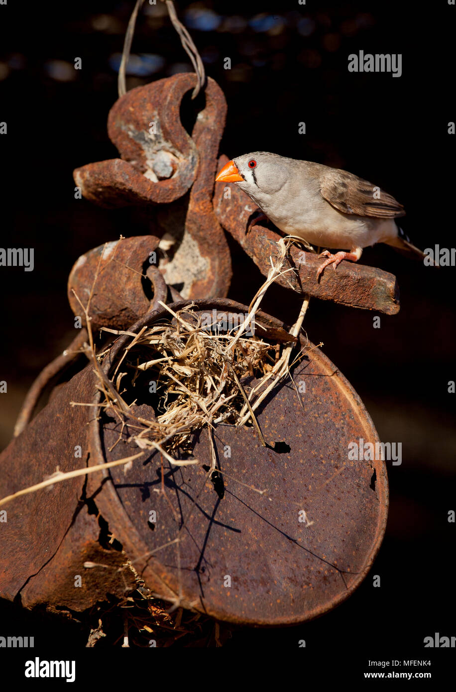Zebra finch nest hires stock photography and images Alamy