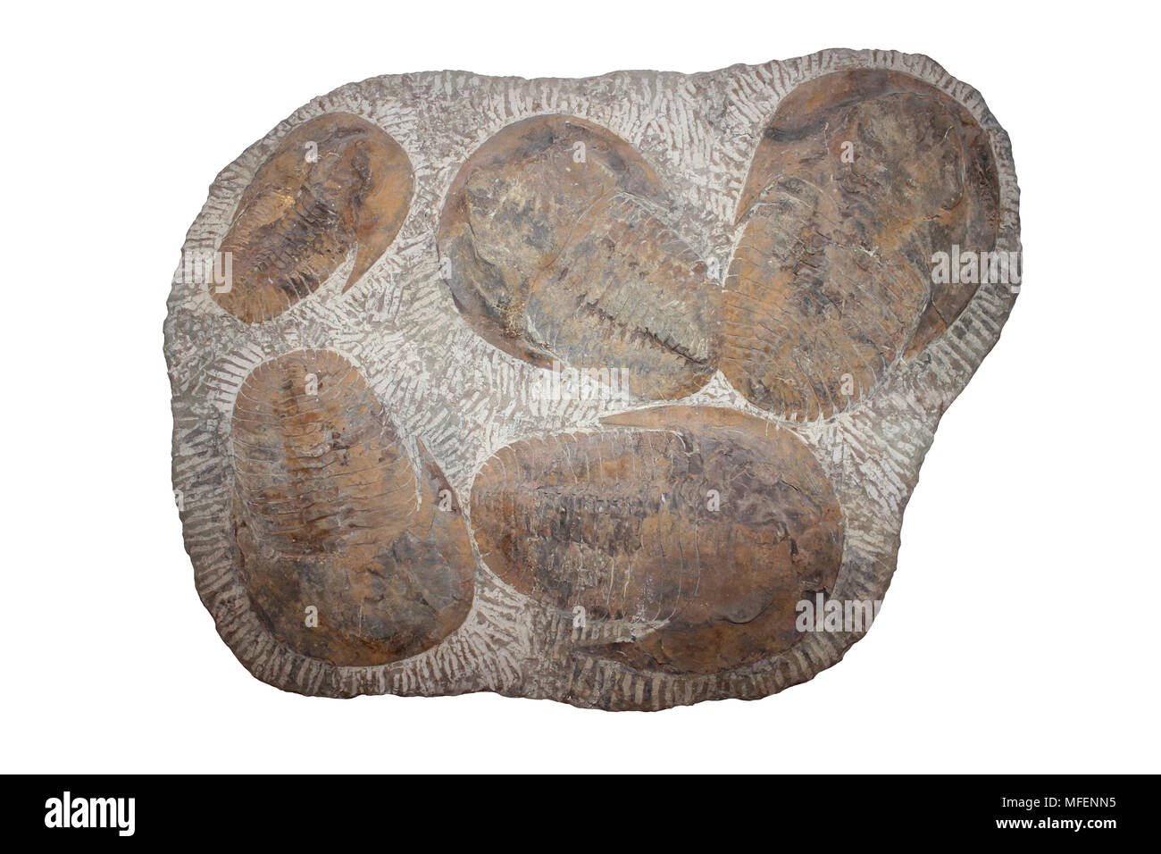 Trilobite Plate - Cambropallas sp. Cambrian Period, Morocco Stock Photo
