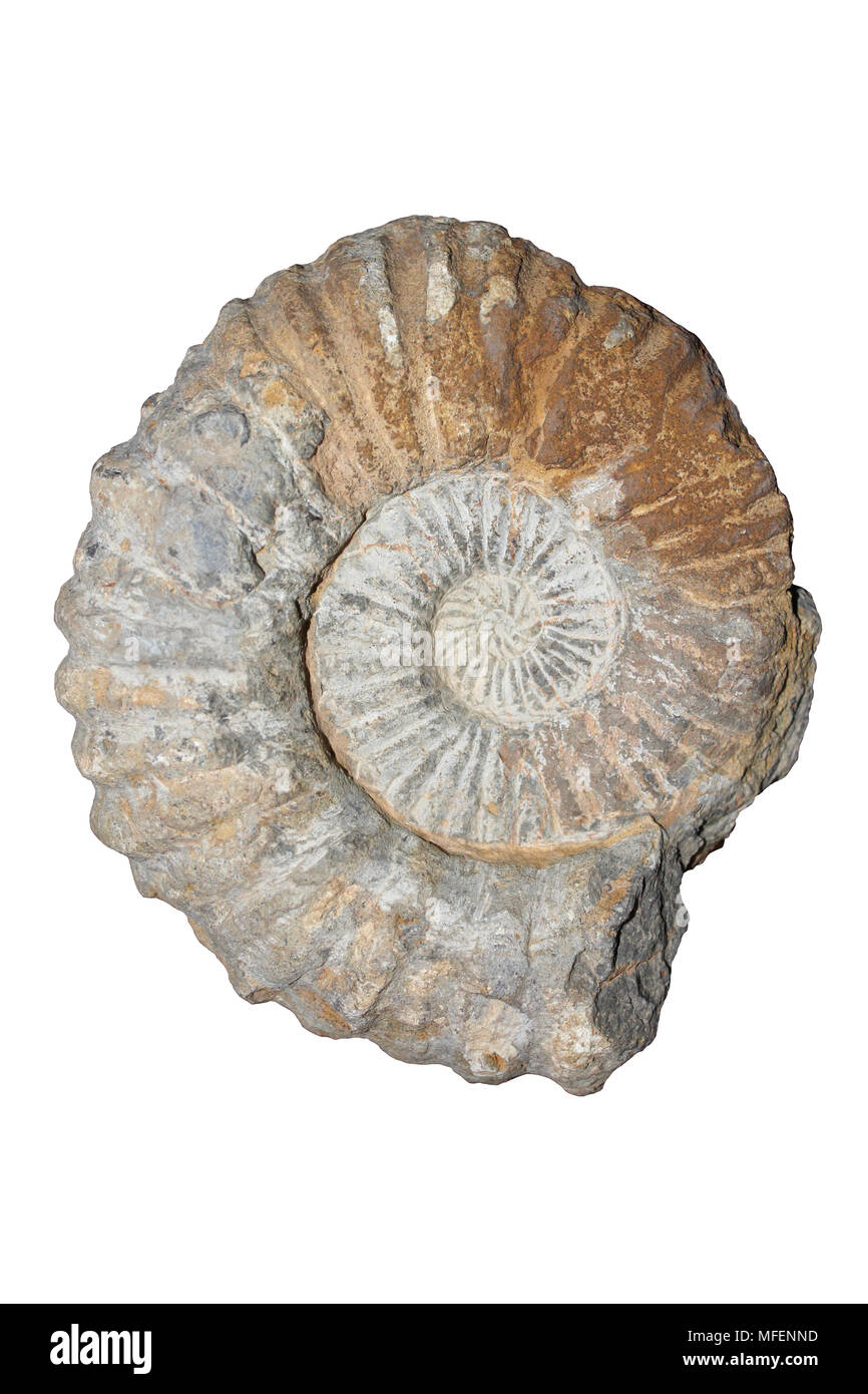 Fossil Ammonite Acanthoceras sp. Cretaceous, Morocco Stock Photo