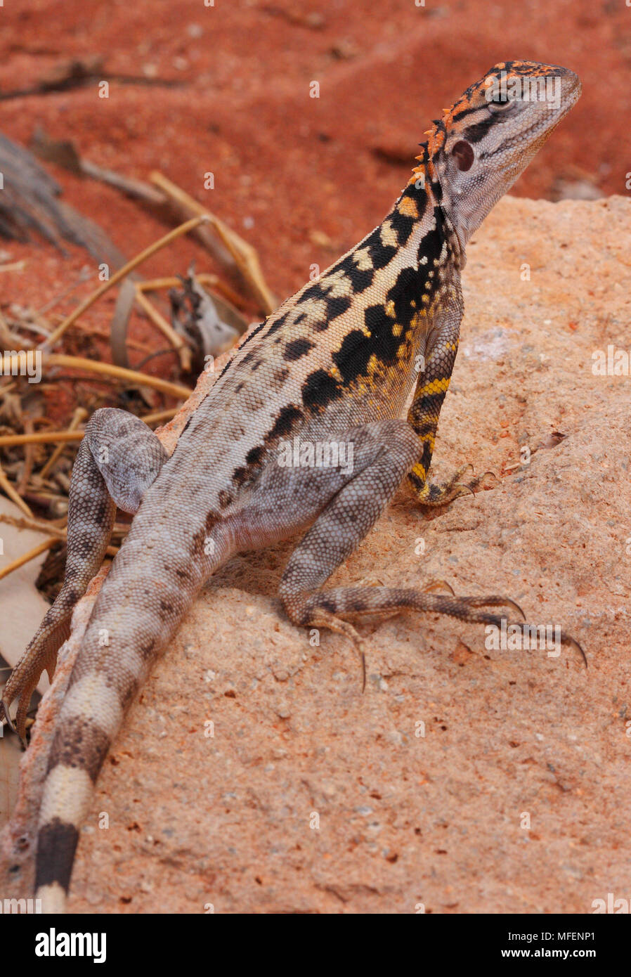 Crested dragon hi-res stock photography and images - Alamy
