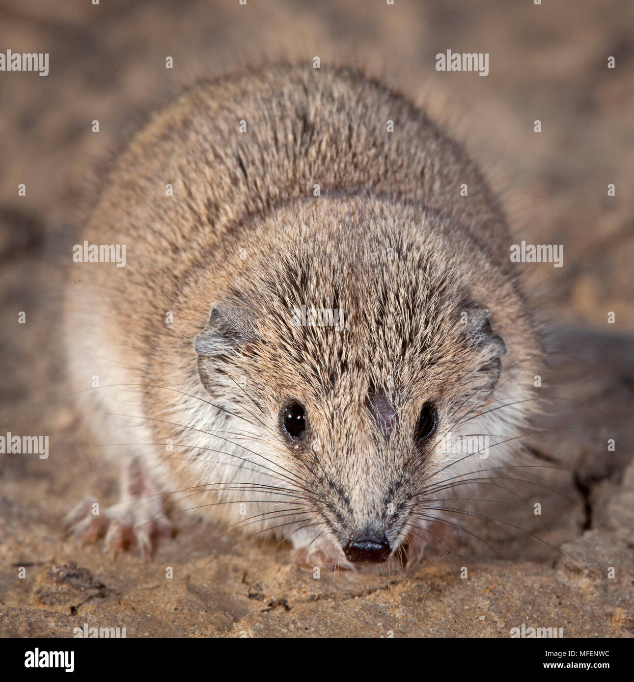 Gile's Planigale (Planigale gilesi), Fam. Dasyuridae, One of the smallest marsupials, Adult individual trapped and released during fauna survey, Kinch Stock Photo