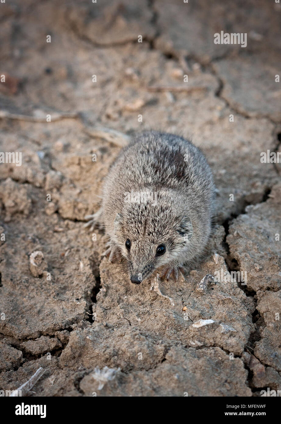 Gile's Planigale (Planigale gilesi), Fam. Dasyuridae, One of the smallest marsupials, These insectivorous marsupials shelter and forage in soil cracks Stock Photo