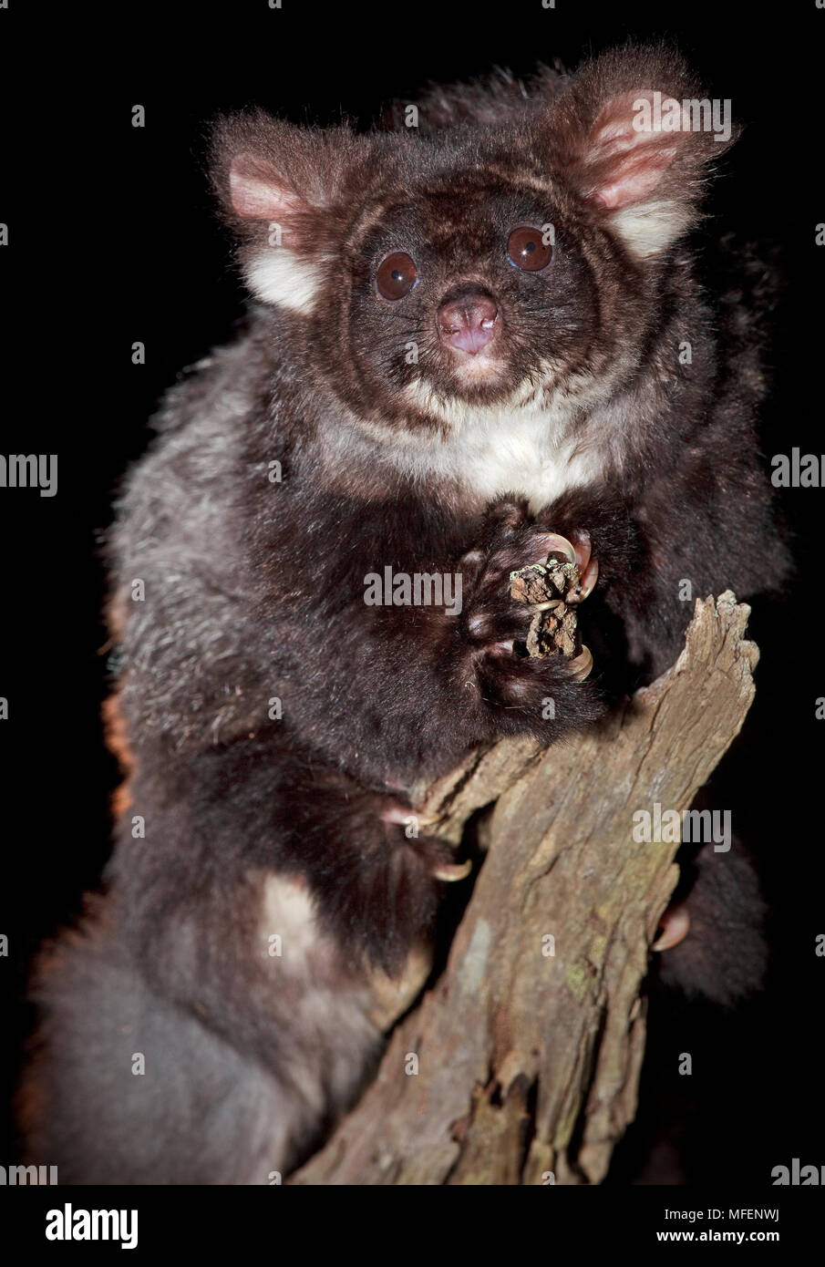 Greater glider hires stock photography and images Alamy