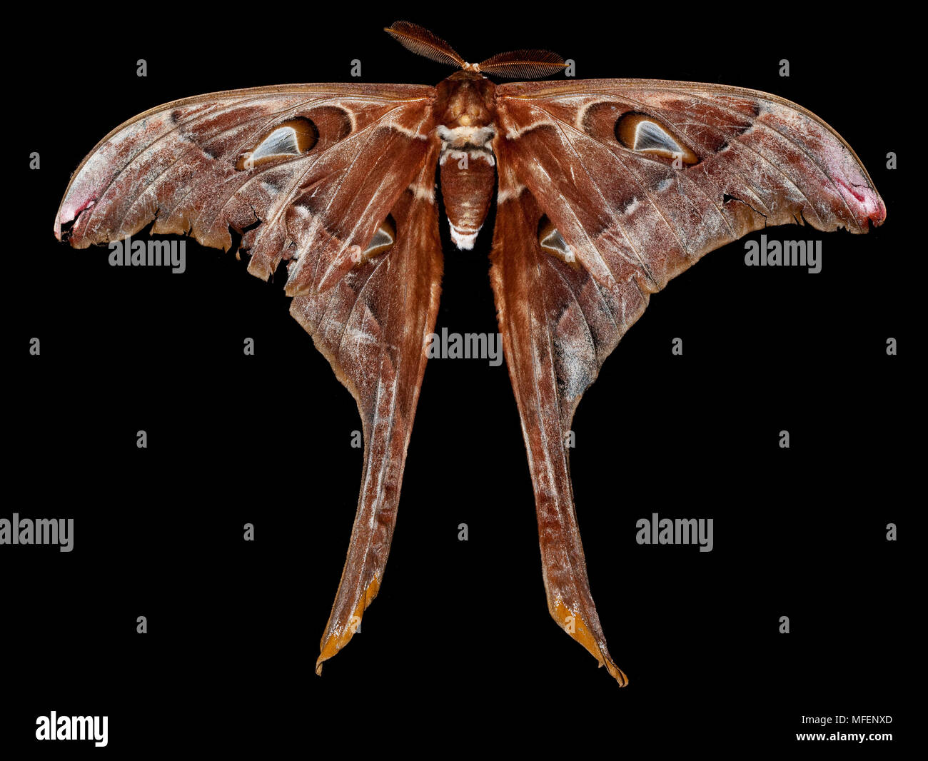 Hercules moth hires stock photography and images Alamy