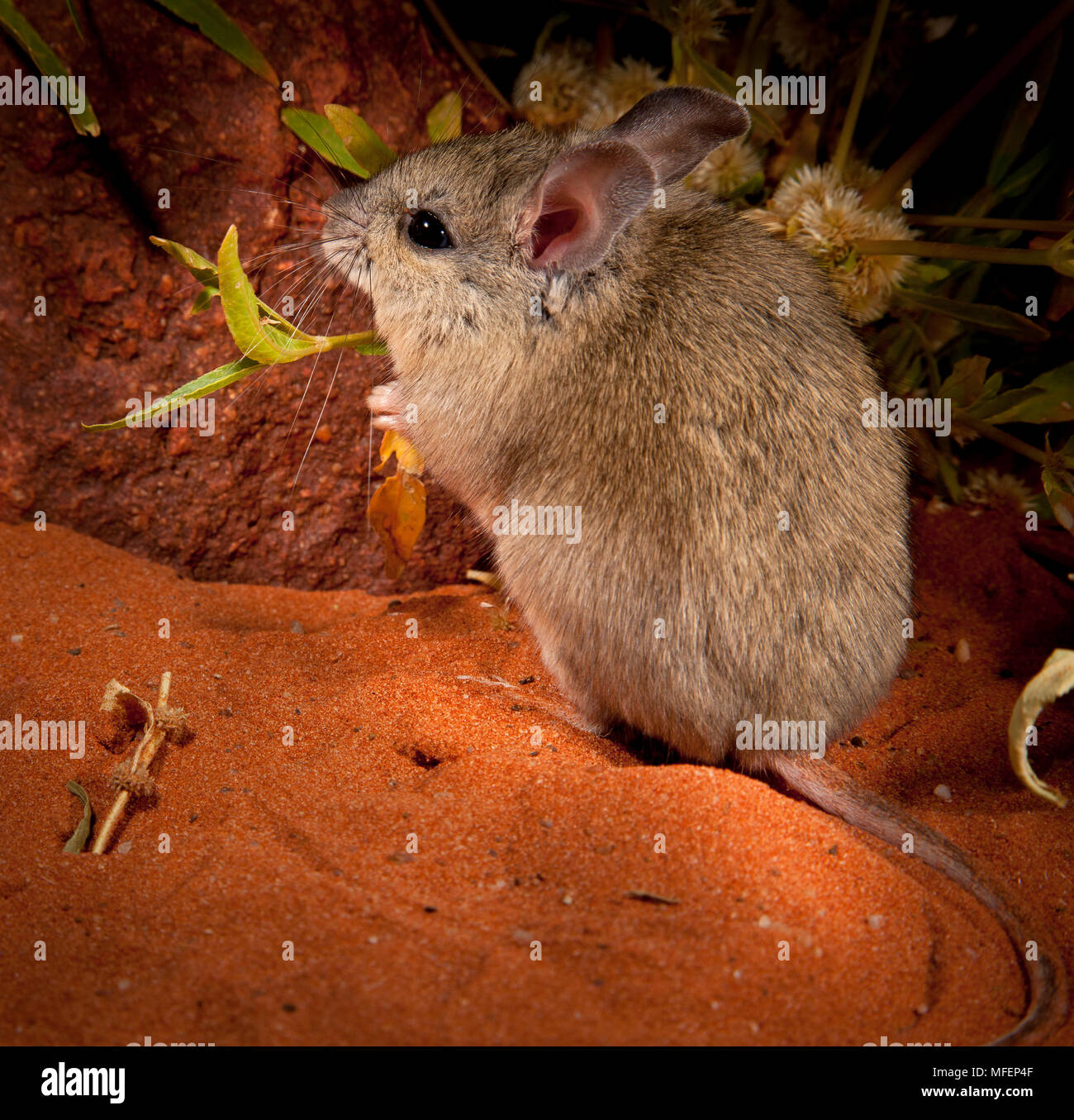 Plains Mouse (Pseudomys australis), Fam. Muridae, Rodentia, Animal was trapped and released during fauna survey, Andado Station, Northern Territory, A Stock Photo