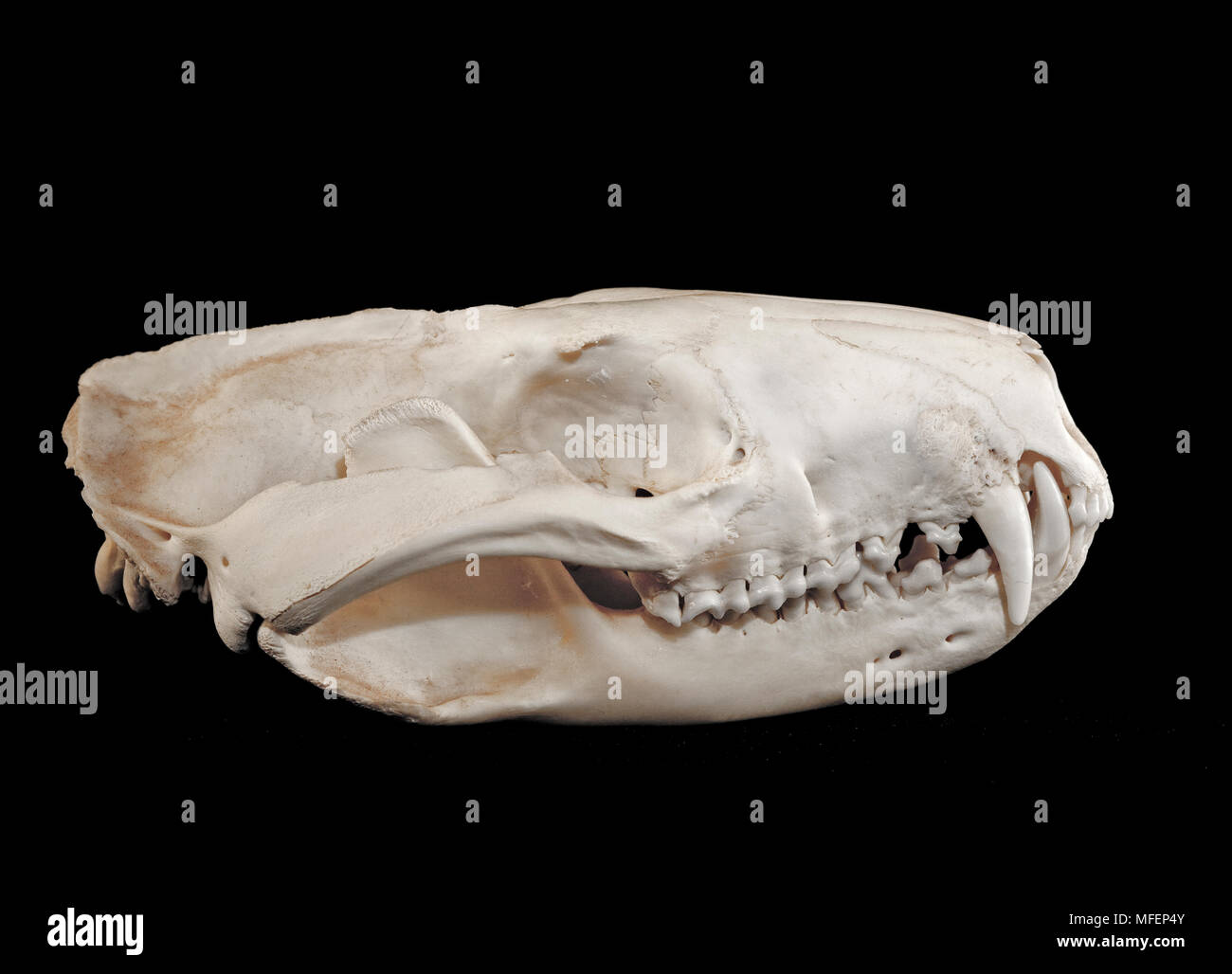 Spotted-tailed Quoll (Dasyurus maculatus), Fam. Dasyuridae, Marsupialia, Skull of adult male, New South Wales, Australia Stock Photo