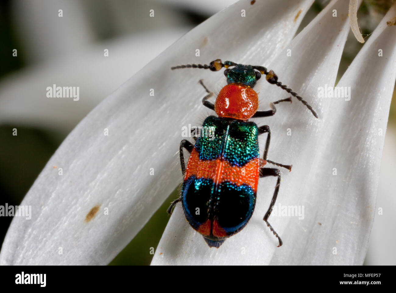 Red and Blue Beetle (Dicranolaius bellus), Fam. Melyridae, Kinchega National Park, New South Wales, Australia Stock Photo