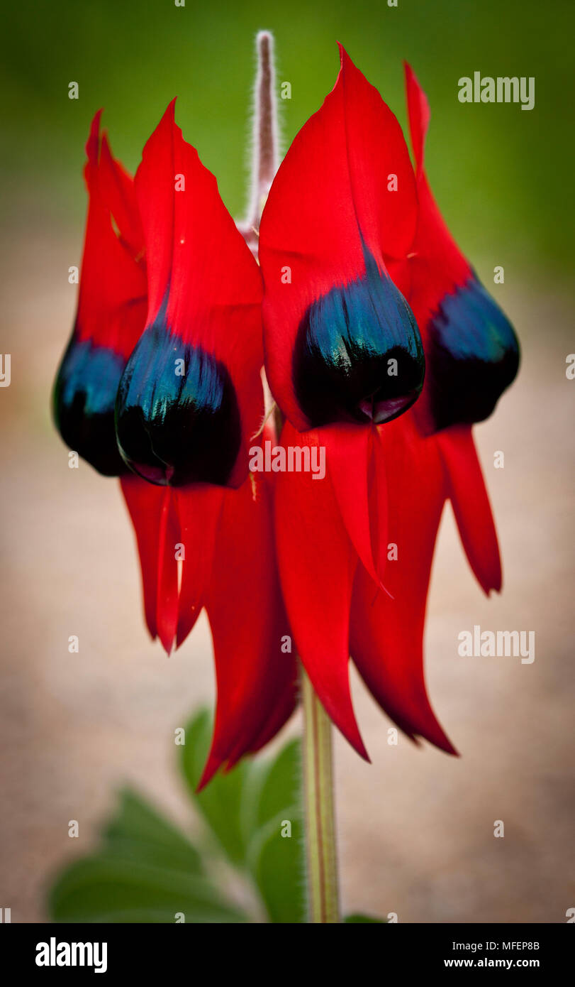 Sturt's Desert Pea (Swainsona formosa), Fam. Fabacea, Sturt National Park, New South Wales, Australia Stock Photo