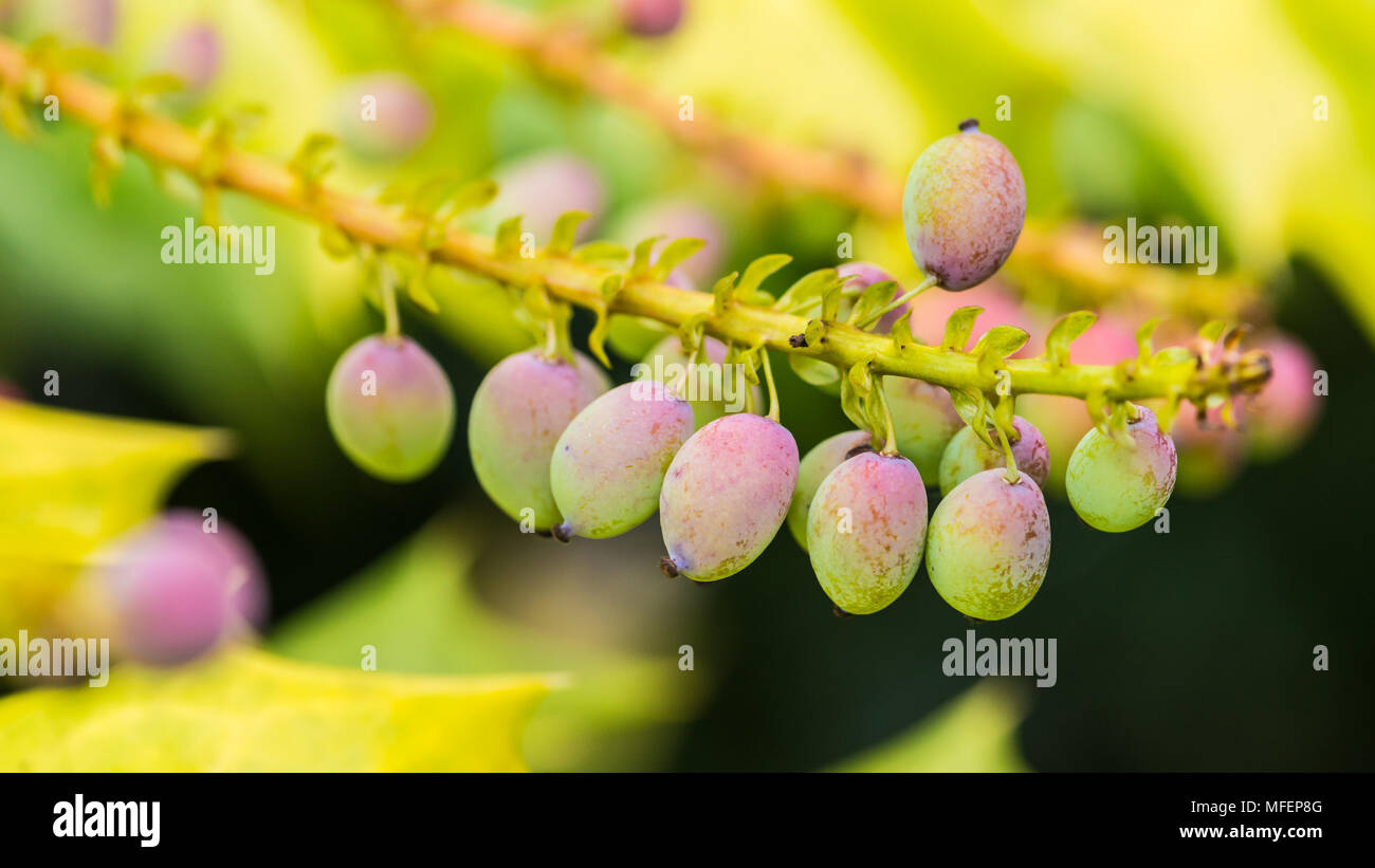 Mahonia Japonica Hi res Stock Photography And Images Alamy mahonia-japonica-hi-res-stock-photography-and-images-alamy