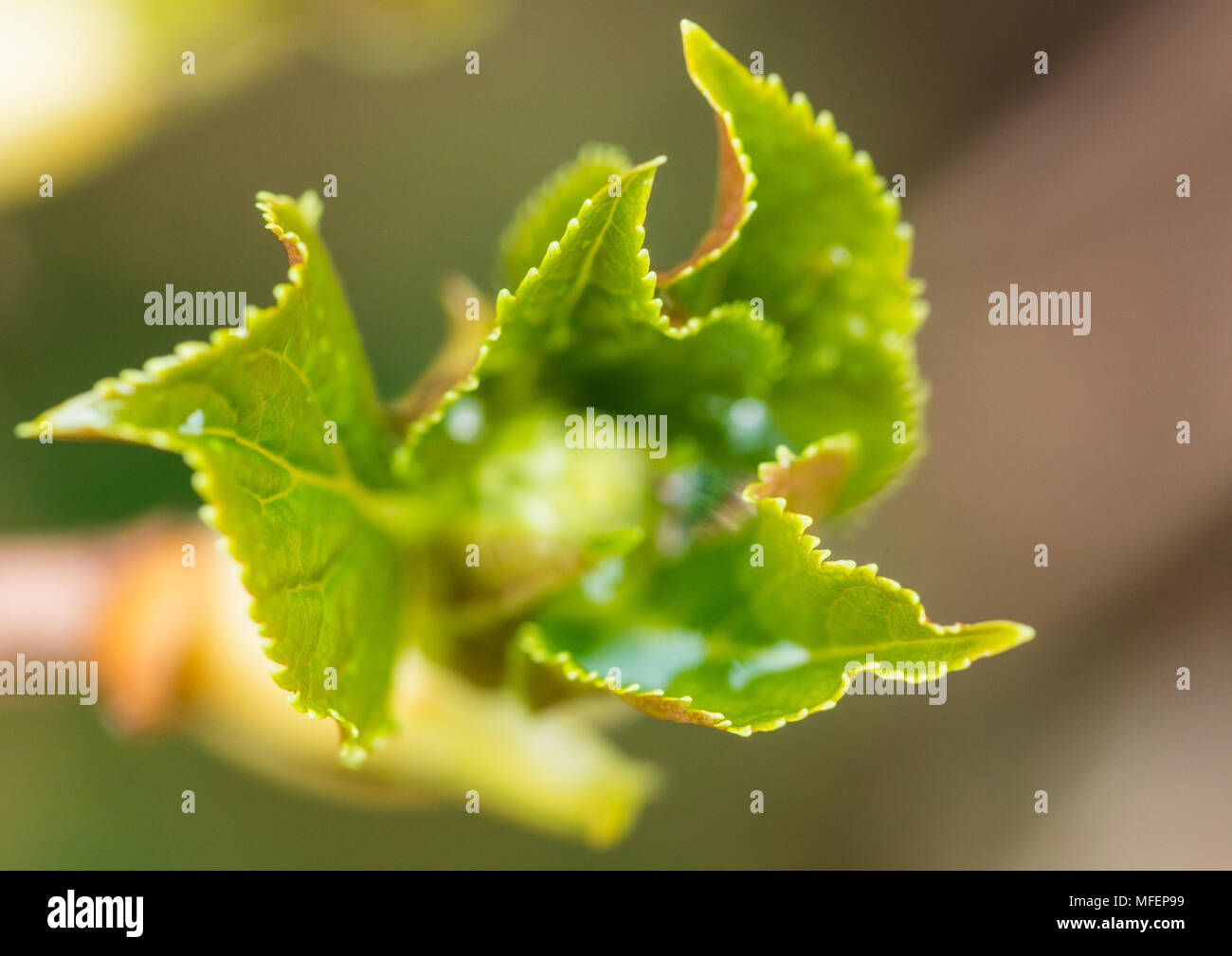 A Macro Shot Of A Climbing Hydrangea Leaf Bud Opening Stock Photo Alamy,Virginia Sweetspire Shade