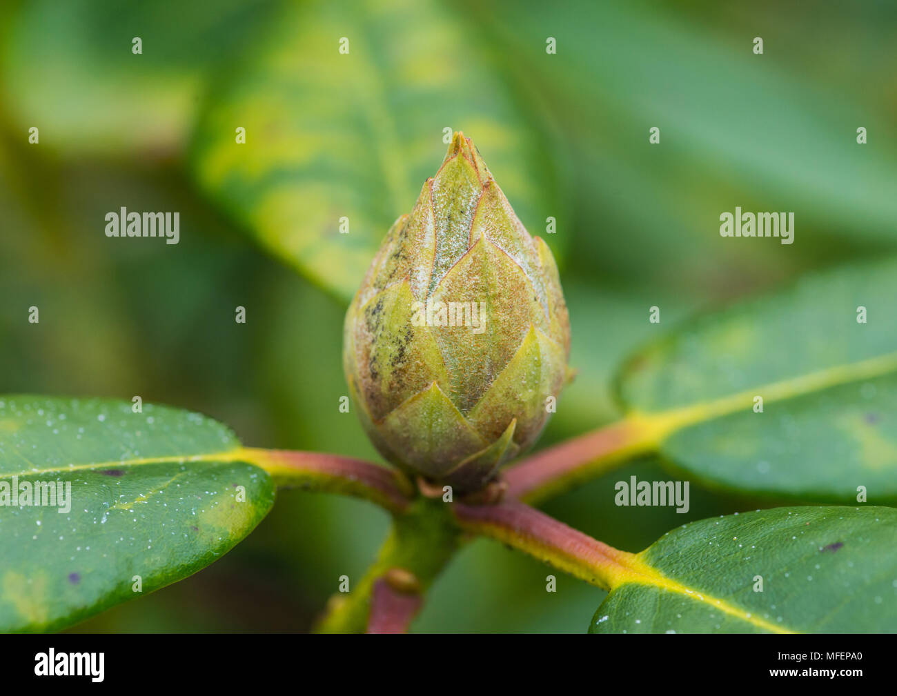 A macro shot of a rhododendron bush flower bud. Stock Photo