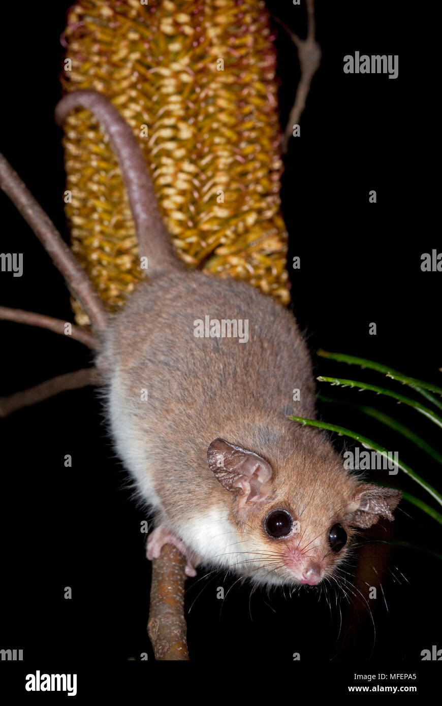 Western Pygmy Possum (Cercartetus cocinnus), Fam. Burramyidae, Marsupialia, Captive animal on Banksia flower, University of New England, Armidale, New Stock Photo
