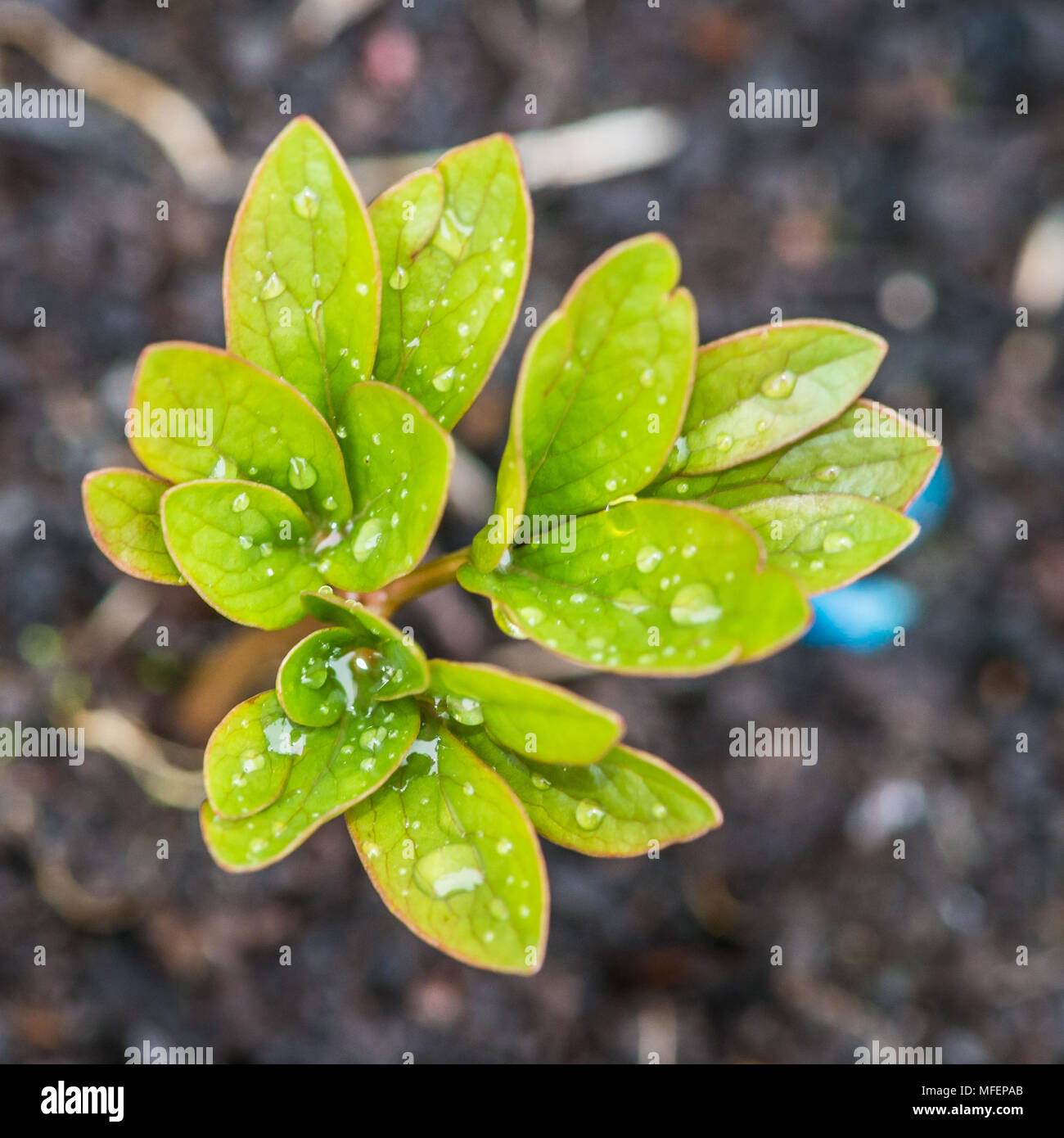A macro shot of the emerging leaves of a peony sarah bernhardt plant. Stock Photo