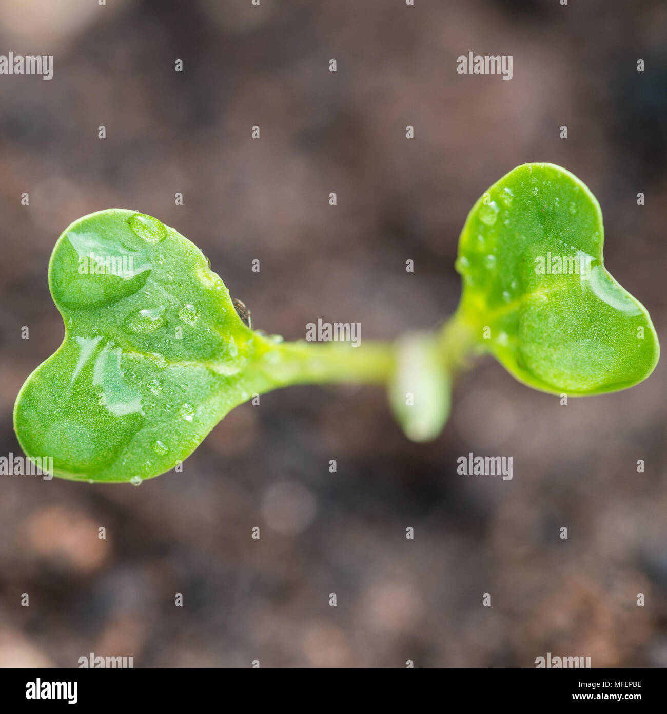 A macro shot of a romanesco broccoli seedling. Stock Photo