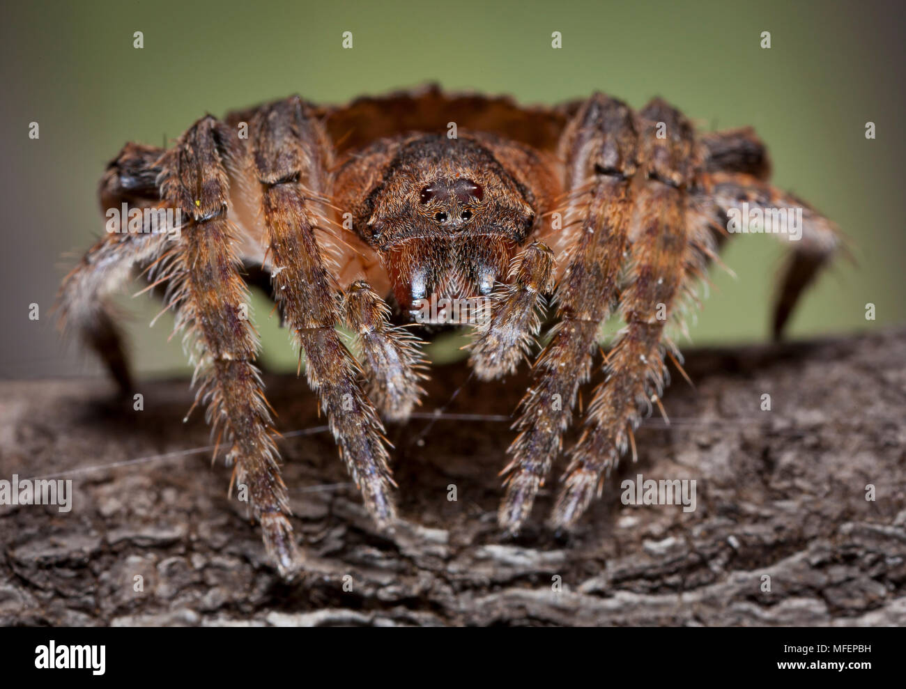 Wrap around_spider 0012 hires stock photography and images Alamy