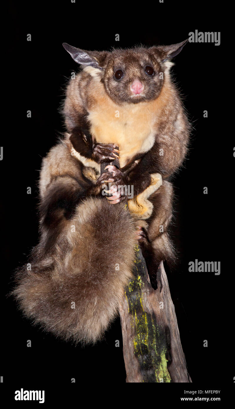 Yellow bellied_glider 0054 hires stock photography and images Alamy