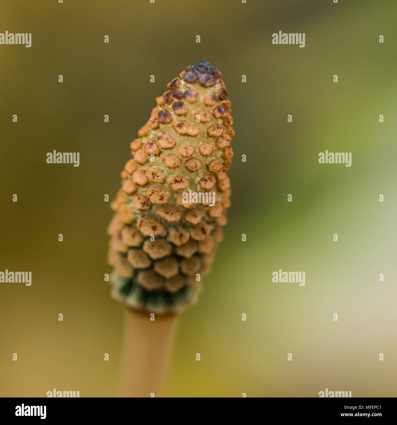 A macro shot of the strobilus of a horsetail grass plant. Stock Photo