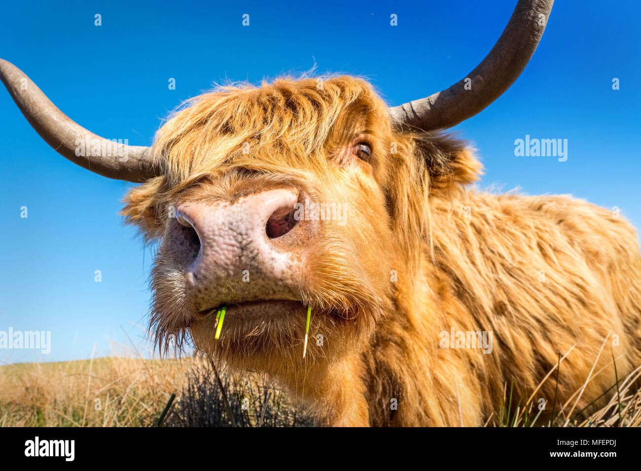 Highland cow / cattle grazing on moorland Stock Photo