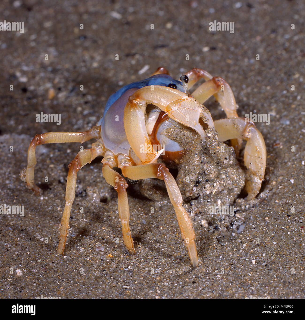 Soldier Crap (Mictyris spp.), Fam. Mictyridae, Crustacea, Iluka, New South Wales, Australia Stock Photo