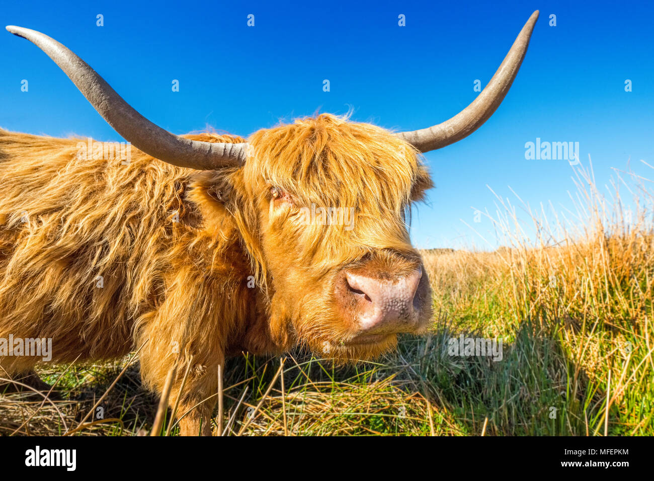 Highland cow / cattle grazing on moorland Stock Photo