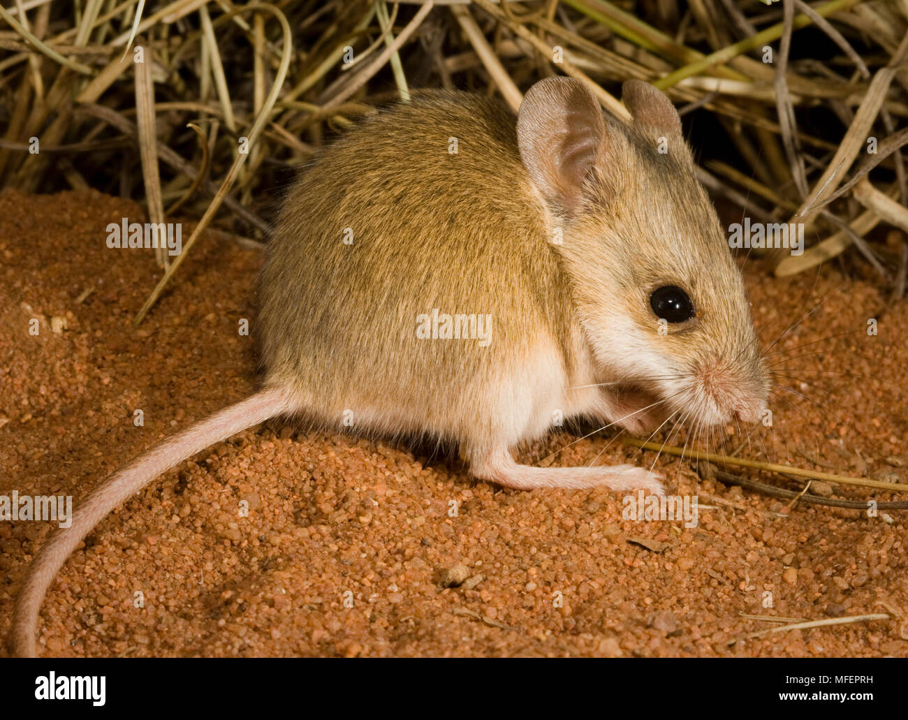 Sandy Inland Mouse (Pseudomys hermannsbergensis), Port Hedland, Western ...