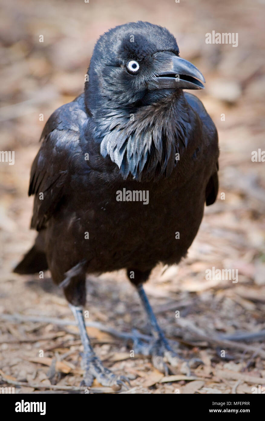 Australian Raven (Corvus coronoides), Fam. Corvidae, Nullabor, Western Australia, Australia Stock Photo