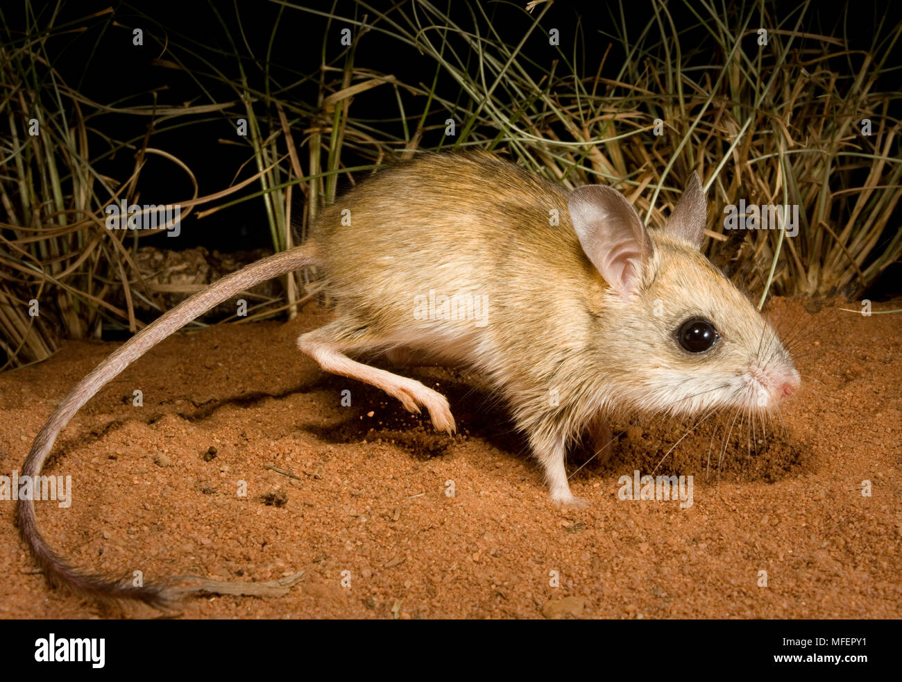 Spinifex Hopping Mouse (Notomys alexis), Fam. Muridae, Rodentia, One of the most desert adapted mammals with a record rate of urine concentration, Ani Stock Photo