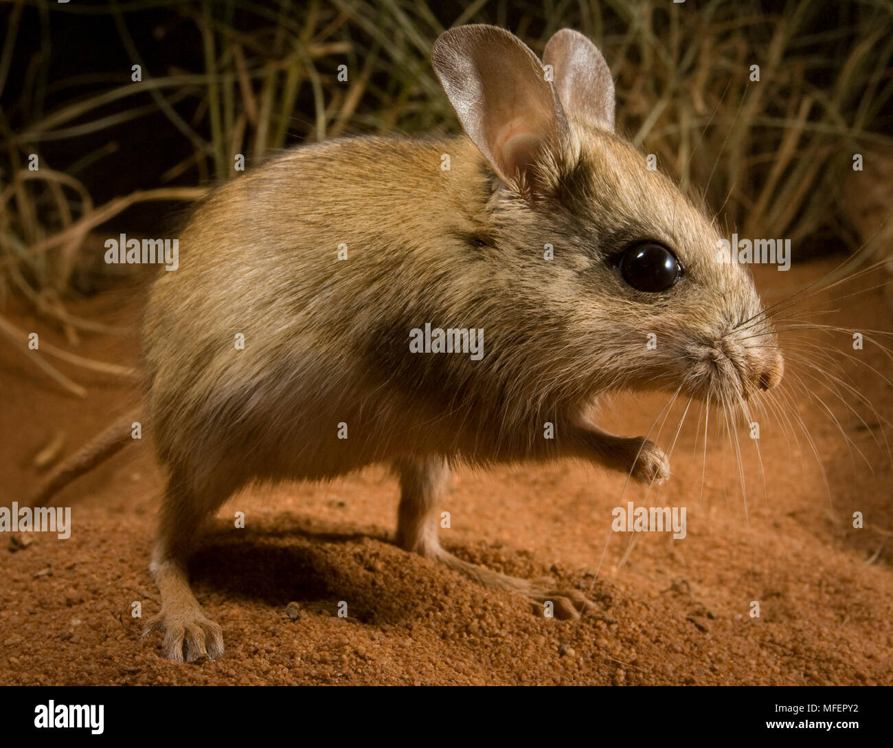 Spinifex Hopping Mouse (Notomys alexis), Fam. Muridae, Rodentia, One of the most desert adapted mammals with a record rate of urine concentration, Ani Stock Photo