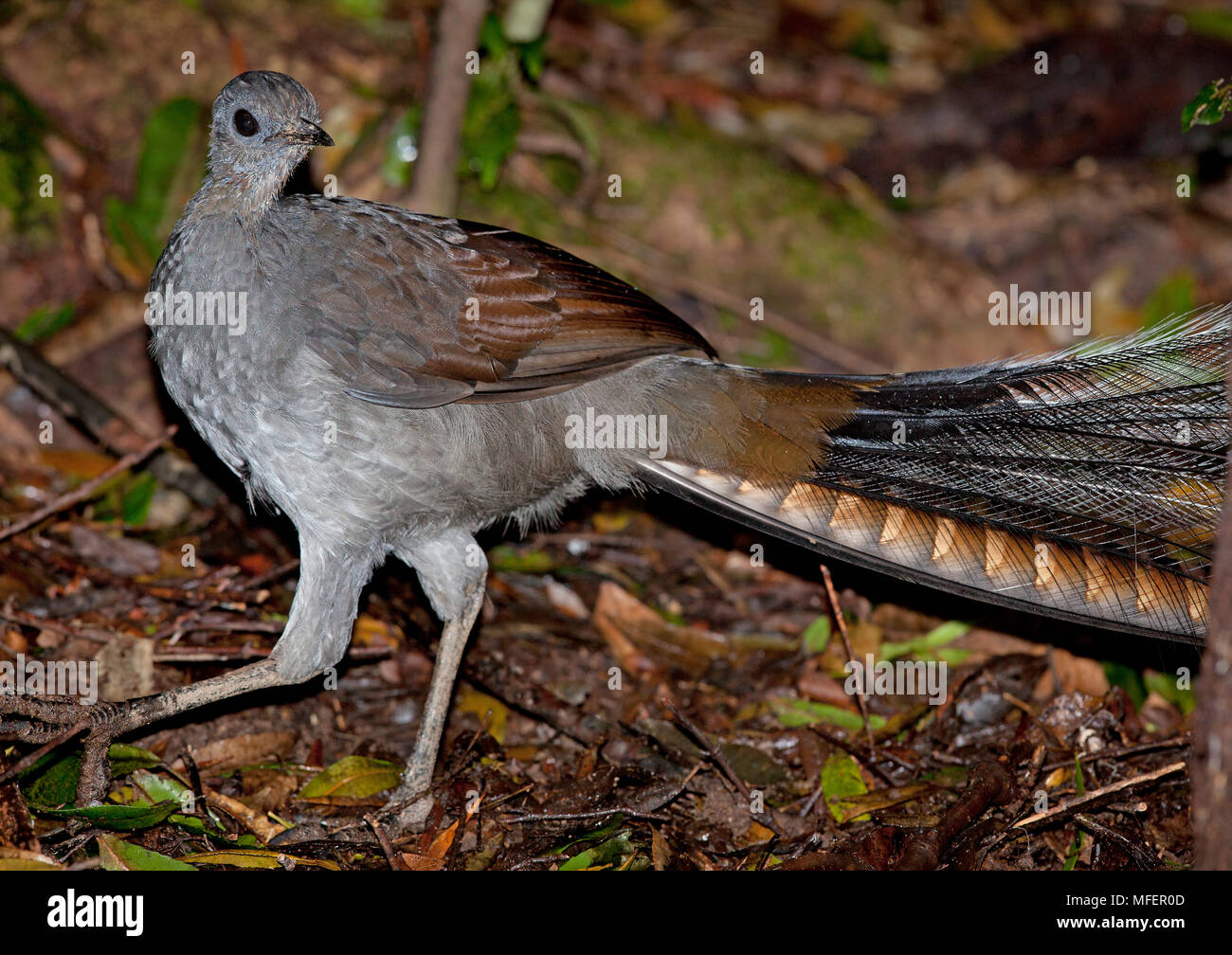 Superb Lyrebird (Menura novaehollandiae), Fam. Menuridae, male foraging on rainforest floor, Washpool National Park, New South Wales, Australia Stock Photo