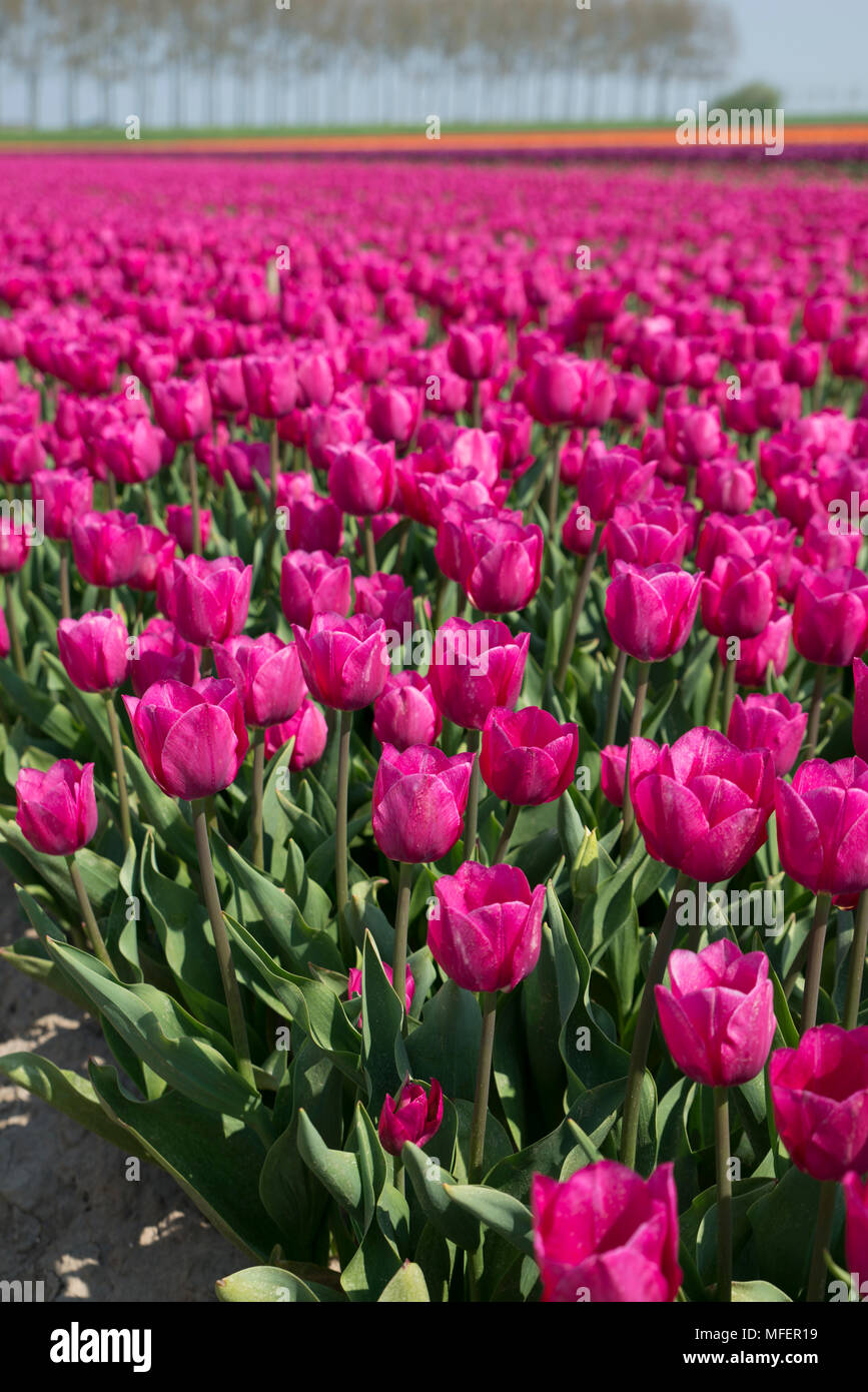 Field With Pink Ardour Apple Tulip Flowers In Holland The Flowers Are Famous For Export All Over The World Stock Photo Alamy