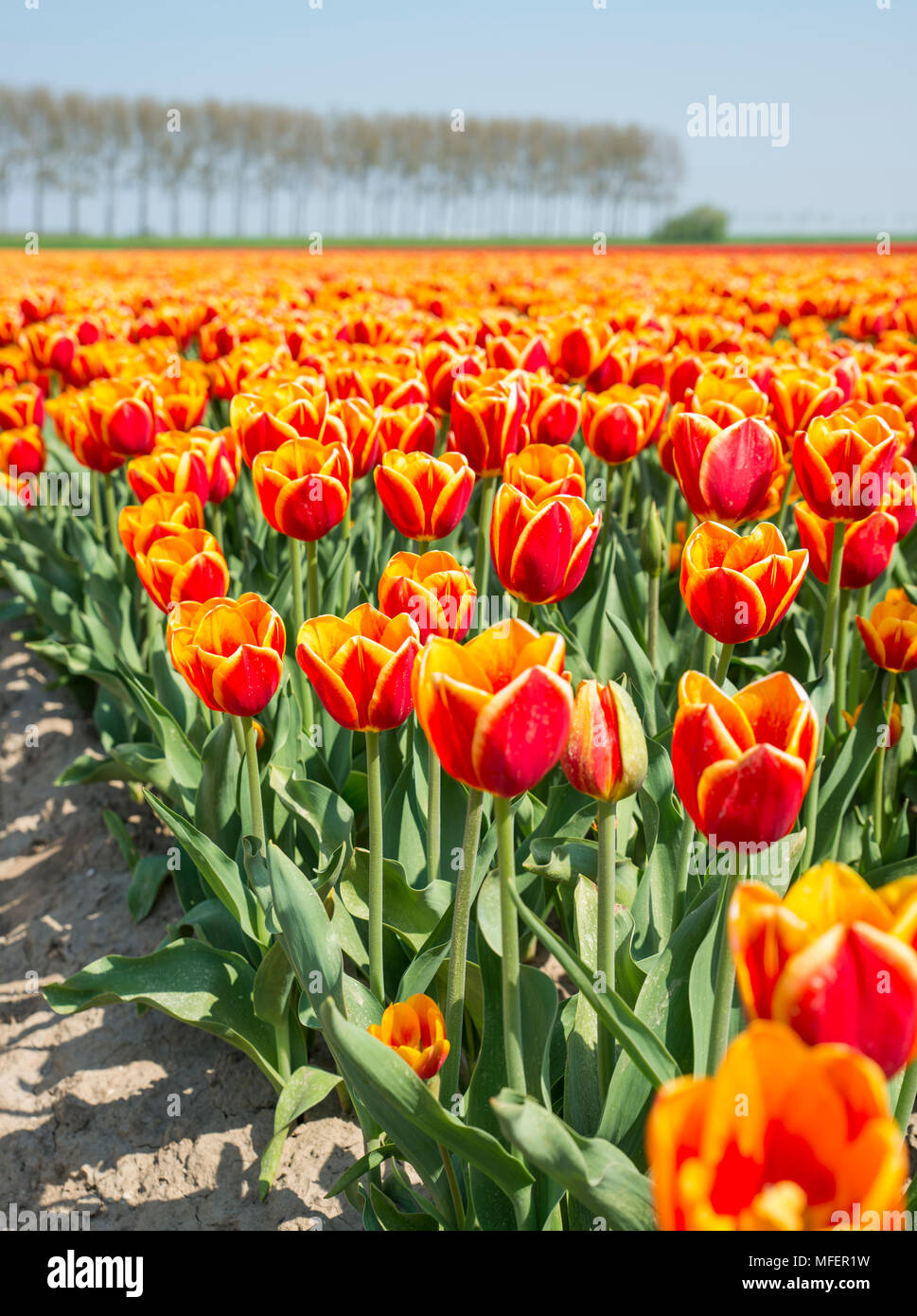 field with red and yellow tulip flowers in holland, the flowers are