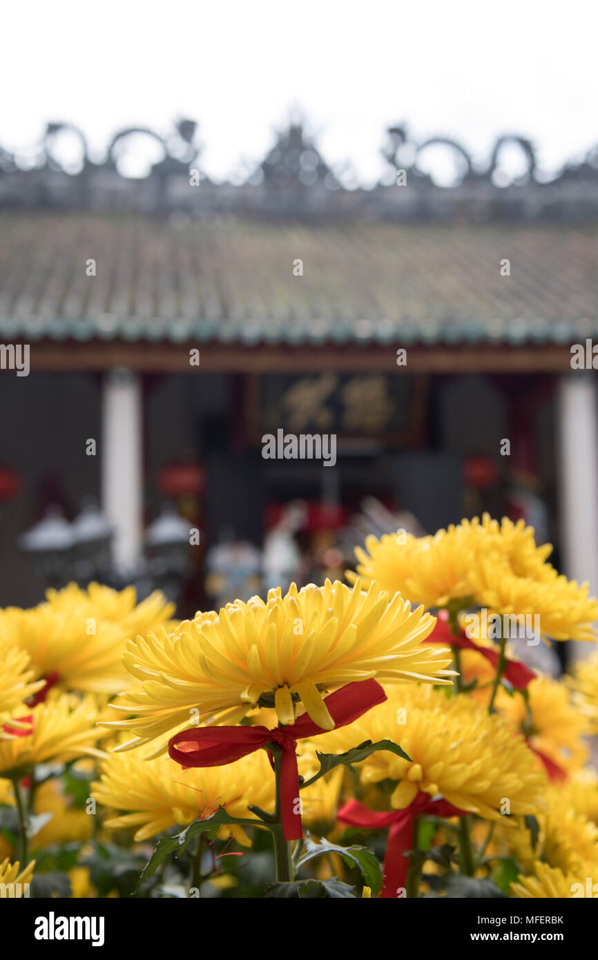 Yellow chrysanthemums celebrating the Tet Lunar New Year holiday in a