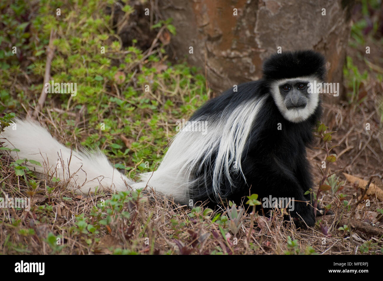 Colobus Monkey  African Wildlife Foundation