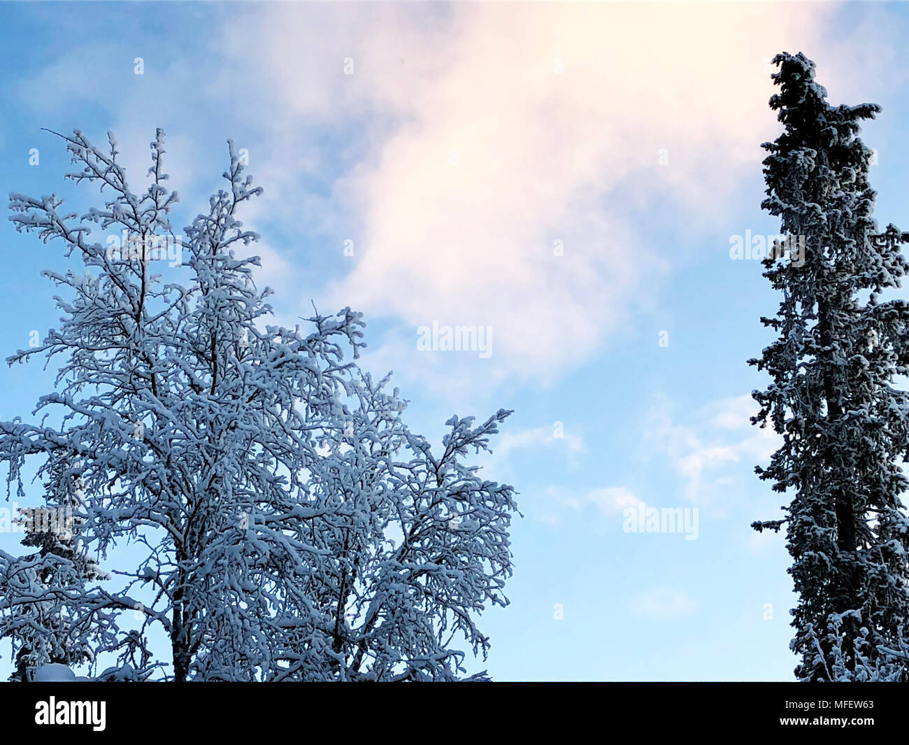 Tree in the snow against a blue sky with clouds Stock Photo - Alamy