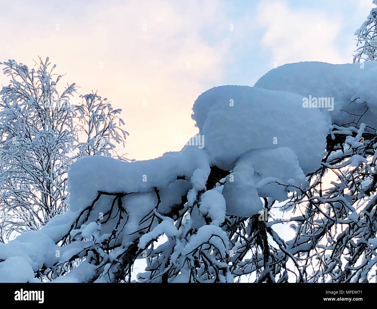 Tree in the snow against a blue sky with clouds Stock Photo - Alamy