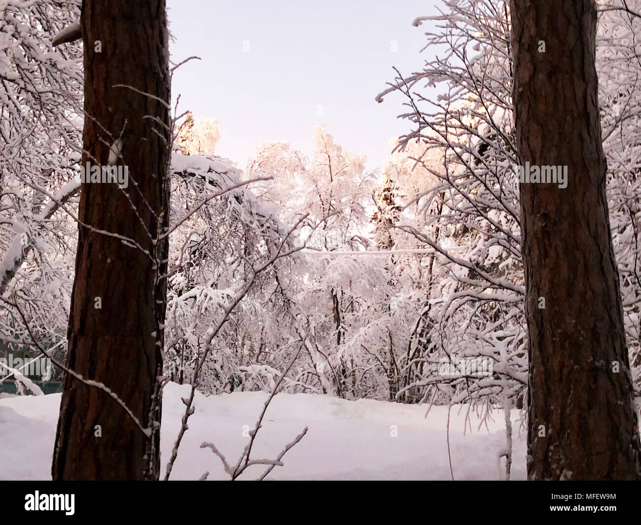 Tree in the snow against a blue sky with clouds Stock Photo - Alamy