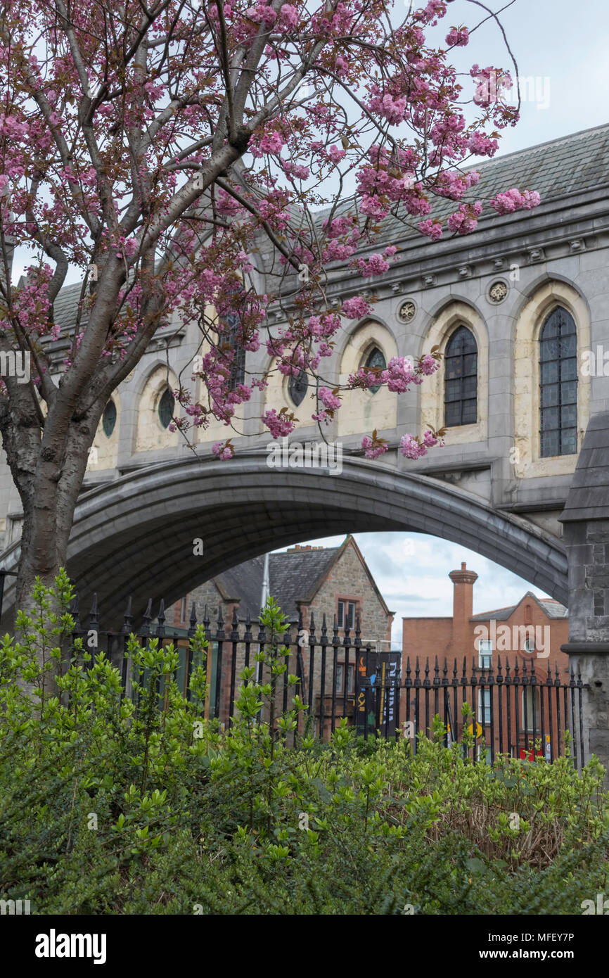 Cherry Blossom Tree, Christchurch Cathedral, Dublin, Ireland Stock