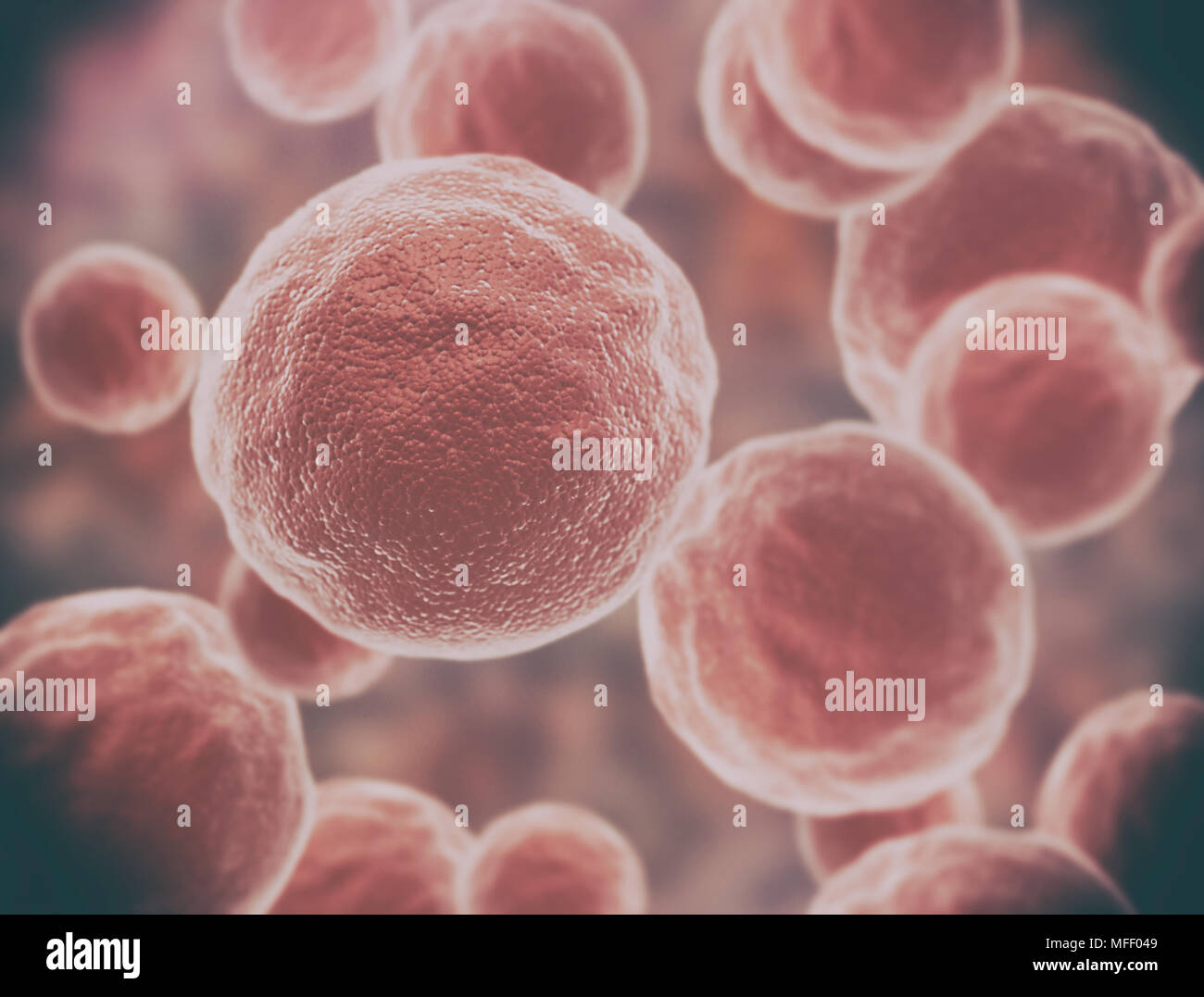 Cancer cells abnormal shaped cells Stock Photo