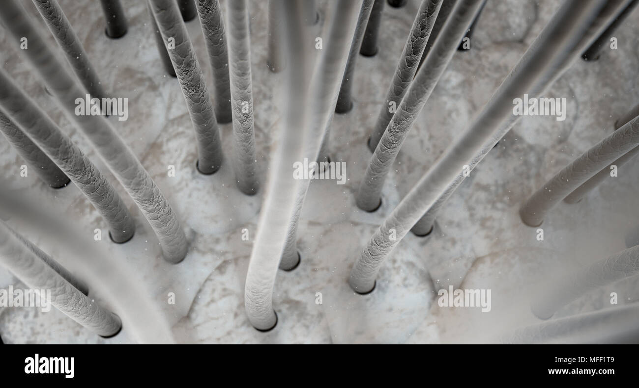 A microscopic closeup view of strands of textured hair rooted into the  skin on a scalp - 3D render Stock Photo