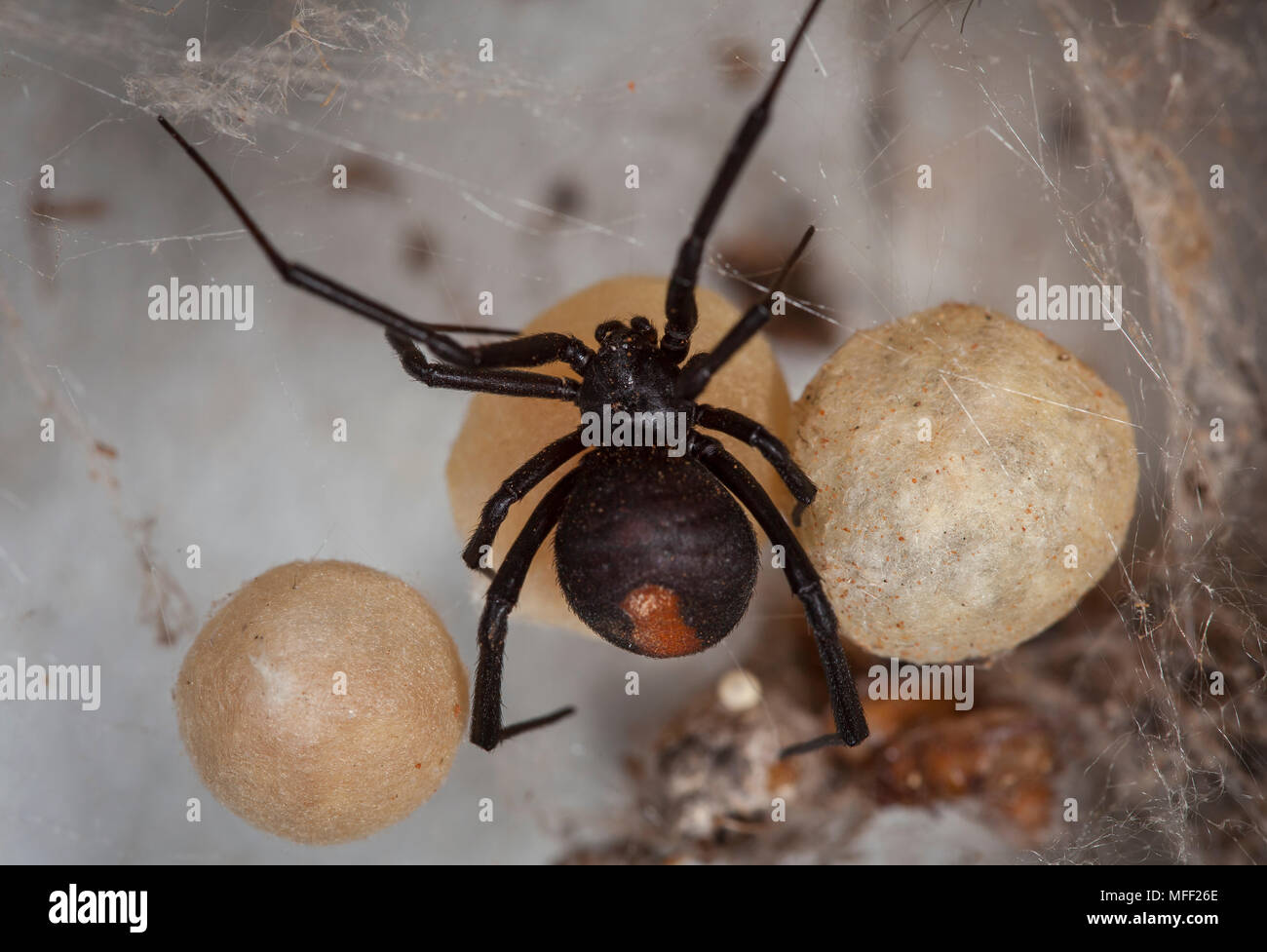 Red-back Spider (Latrodectus hasselti), Fam. Theridiidae, Female with egg sacks, Highly venomous spider, Mulyangarie Station, South Australia, Austral Stock Photo